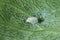 The Cabbage Whitefly Aleyrodes proletella on the underside of a poppy leaf. It is a species of whitefly from the Aleyrodidae fam