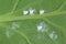 The Cabbage Whitefly Aleyrodes proletella on the underside of a poppy leaf. It is a species of whitefly from the Aleyrodidae fam