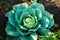 Cabbage with wide leaves in the garden