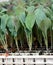 Cabbage young plants