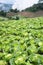 cabbages field mountain view