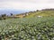 Cabbages field on top mountian