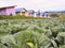 Cabbages field on top mountian