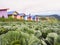 Cabbages field on top mountian