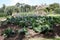 Cabbages growing in the garden