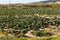 Cabbages and lettuce planted in a field