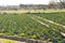 Cabbages and lettuce planted in a field