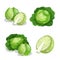 Cabbages set. Vector illustrations of ripe fresh farm vegetables. Organic healthy food collection. Single and in the groups. Whole