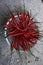 Cabe or cabai merah keriting (red curly chili)