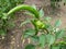 Cabe Keriting Chilli(Veraniya miris) With Nature Background