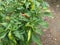 Cabe Keriting Chilli(Veraniya miris) With Nature Background