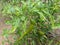 Cabe Keriting Chilli(Veraniya miris) With Nature Background