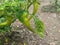 Cabe Keriting Chilli(Veraniya miris) With Nature Background