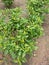 Cabe Keriting Chilli(Veraniya miris) With Nature Background