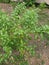 Cabe Keriting Chilli(Veraniya miris) With Nature Background