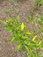 Cabe Keriting Chilli(Veraniya miris) With Nature Background