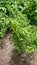 Cabe Keriting Chilli(Veraniya miris) With Nature Background
