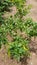 Cabe Keriting Chilli(Veraniya miris) With Nature Background