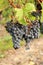 Cabernet Franc black grapes