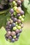 Cabernet Franc Grapes Ripening