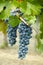 Cabernet Grapes