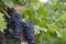 Cabernet Grapes surrounded by grape leaves