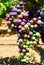 Cabernet Grapes in Veraison