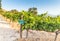 Cabernet Sauvignon grape vines near Wemmershoek, Western Cape, South Africa