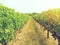 Cabernet sauvignon grapes in a vineyard in Bordeaux