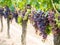 Cabernet sauvignon grapes in a vineyard in Bordeaux