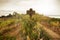 Cabernet Sauvignon sign on vineyard