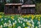 Cabin and Daffodils