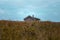 Cabin in the fields