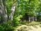 Cabin North Trunks leaves forest woods tree branches