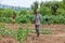 CABINDA/ANGOLA - 09 JUN 2010 - African rural farmer to watering plantation.