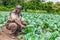 CABINDA/ANGOLA - 09 JUN 2010 - Portrait of African rural farmer in plantation.