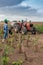 CABINDA/ANGOLA - 09 JUN 2010 - Tomatoes plantation still green in Africa, Tractor and farmers in background. Africa, Angola, Cabin