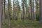 Cabins and pine trees