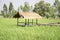 Cabins are planted in the middle of rice fields.