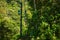 Cable car cabins riding through the tropical rainforest near Jaco in Costa Rica