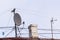 Cables, telecommunication wire and satellite tv antenna on the rooftop