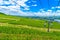 Cableway cablecar above vineyards near Rhein Rhine river in Rued