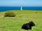 Cabo de Lastres lighthouse in Luces-Colunga, in Asturias (Spain). A cow lying on a green meadow