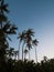 Cabo San Juan del Guia palm trees at Tayrona National Park tropical Caribbean coast sand beach Colombia South America