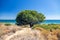 Cabopino beach, Marbella, Malaga. Solitary tree in the foreground
