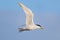 Cabot's Tern (Thalasseus acuflavidus), isolated, flying over blue sky