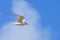 Cabot`s Tern Thalasseus acuflavidus, migratory bird, flying over a blue sky
