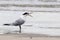 Cabot`s Tern Thalasseus acuflavidus screaming at the edge of the beach