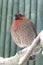 Cabot\'s tragopan