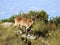 Cabra Montes, Iberian Ibex